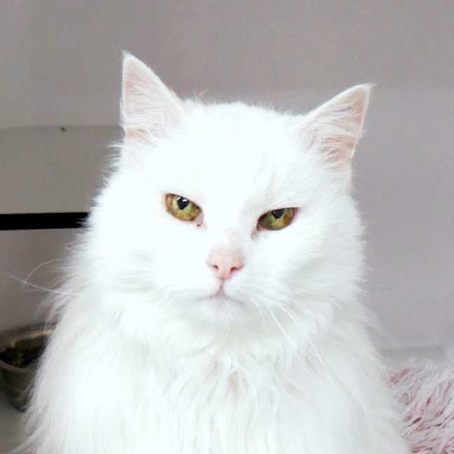 Photo of Quincy Sua011437 