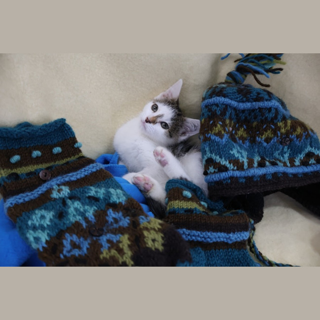 Photo of Sprinkles