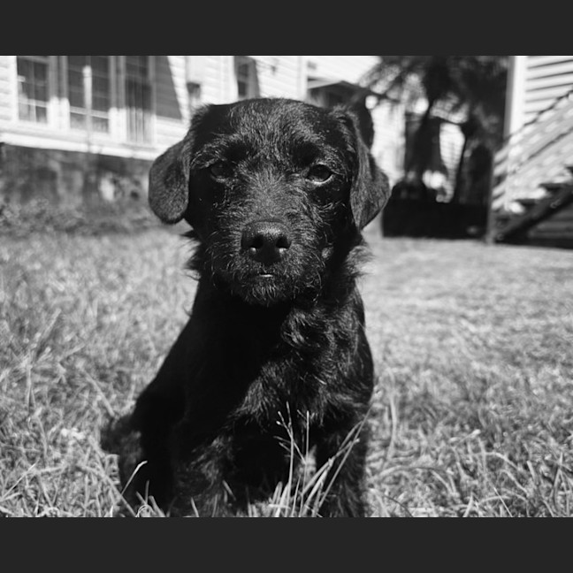 Photo of Floki