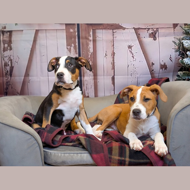 Photo of Romeo Foxtrot 