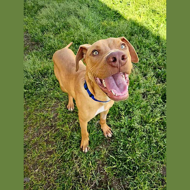 Photo of Scooby