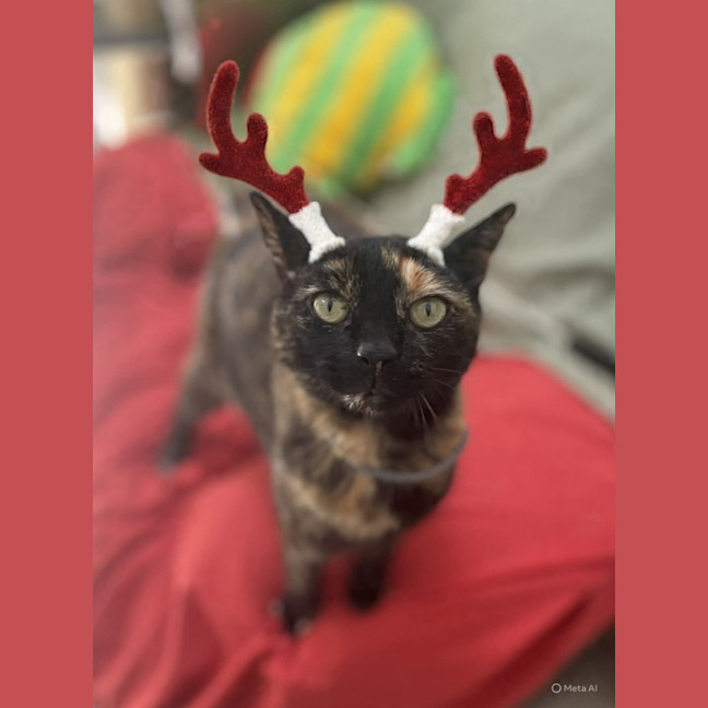 Photo of Sifah (8080)