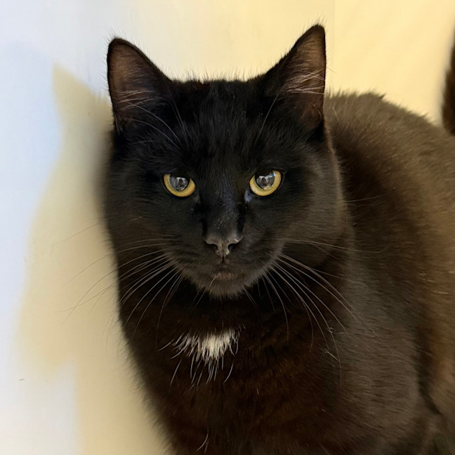 Photo of Archie