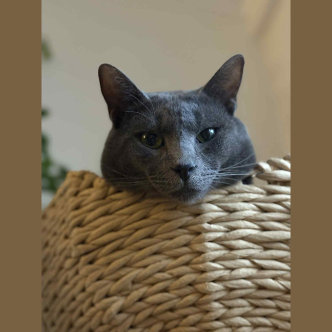 Photo of Petras