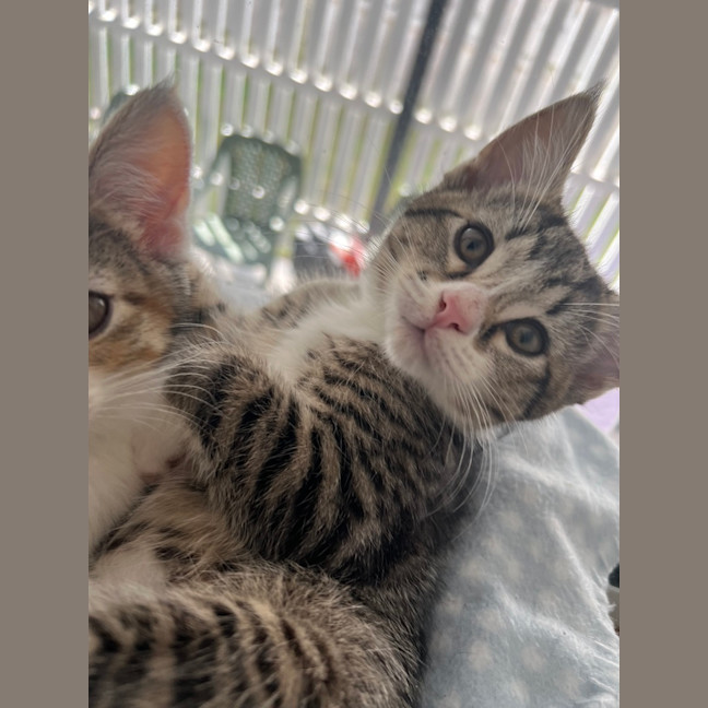 Photo of Daphne