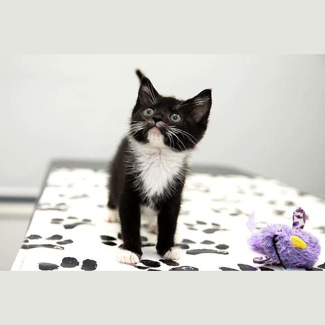 Photo of Feta