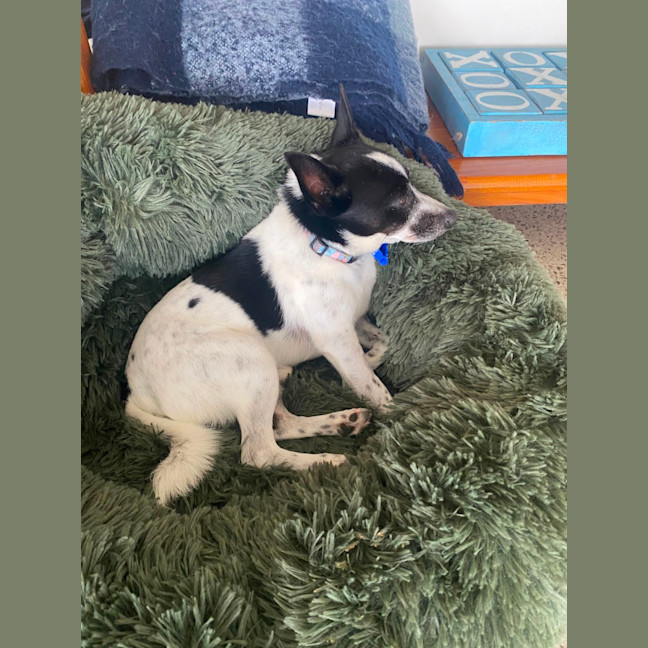 Photo of Trick   10 Year Old Mini Foxy