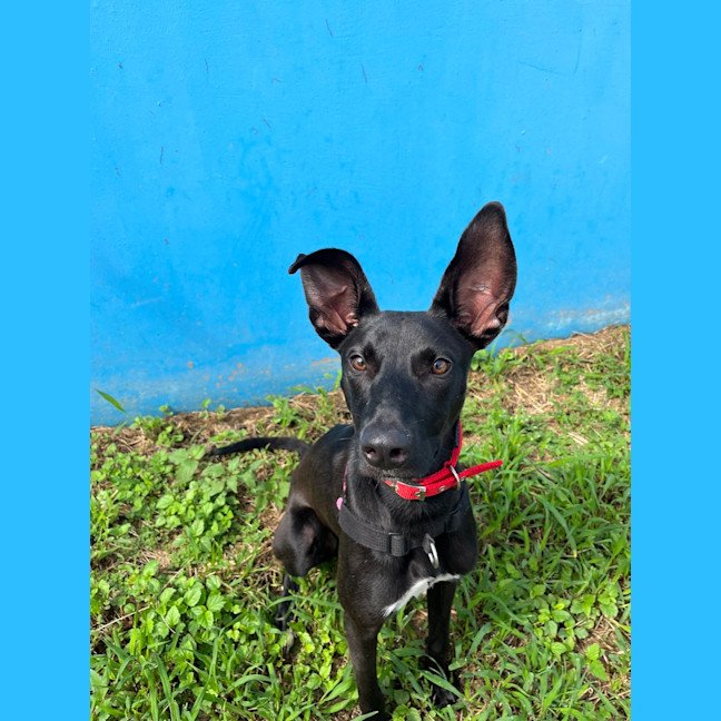 Photo of Lucky 