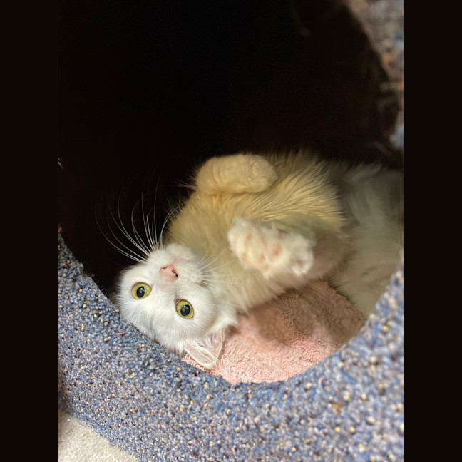 Photo of Willow