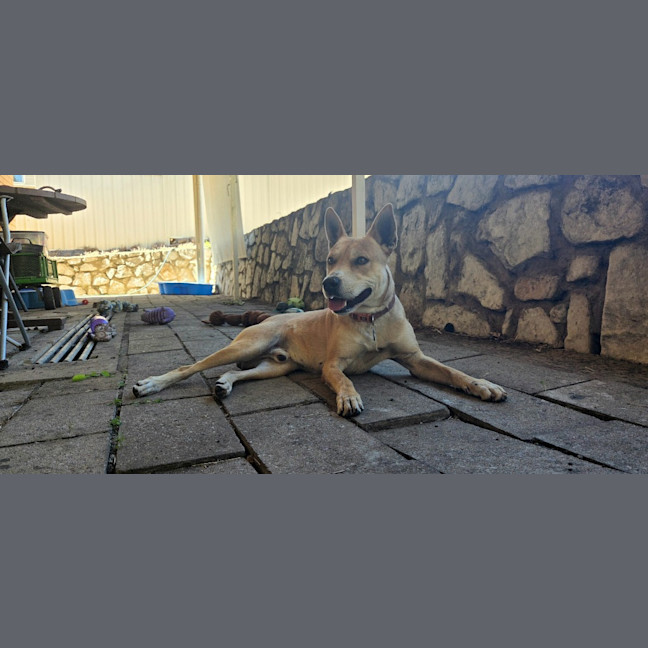 Photo of Thor