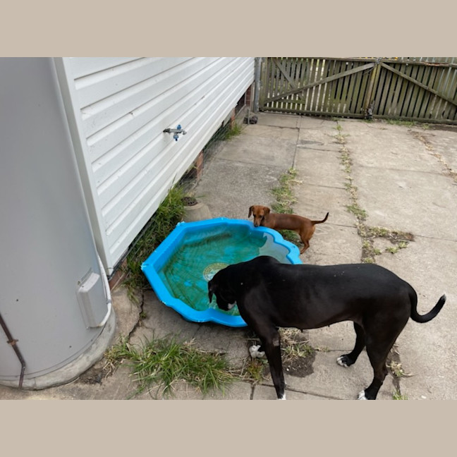 Photo of Peppa   4 Year Old Great Dane X Mastiff