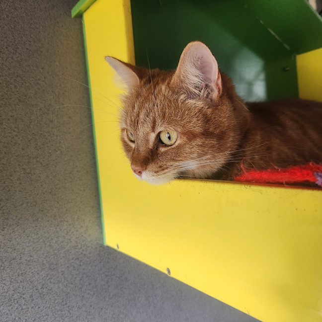 Photo of Honey