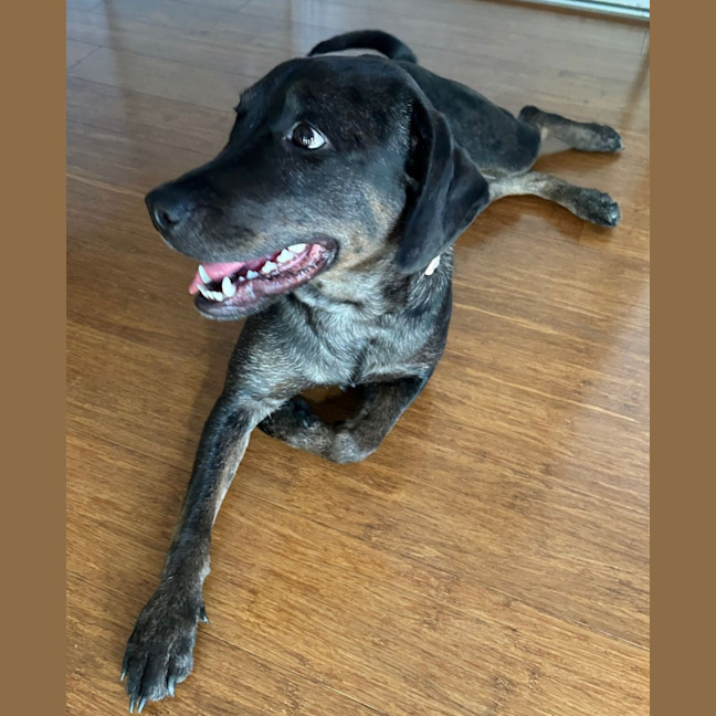 Photo of Charlotte 🌺 13 Month Old, Koolie X Labrador 