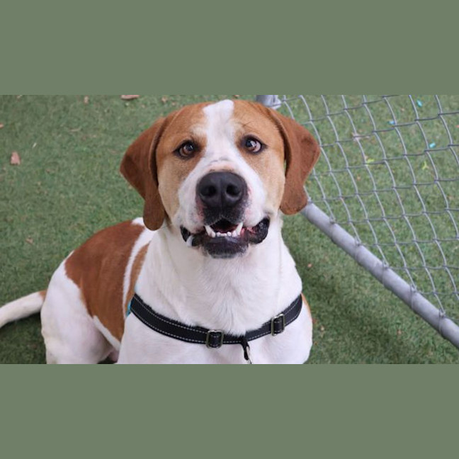 Photo of Rufus