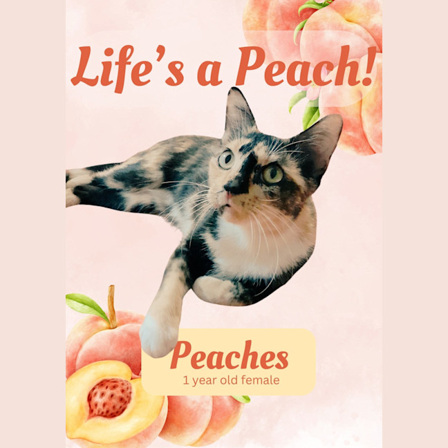 Photo of Peaches