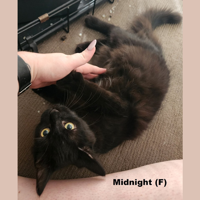 Photo of Midnight