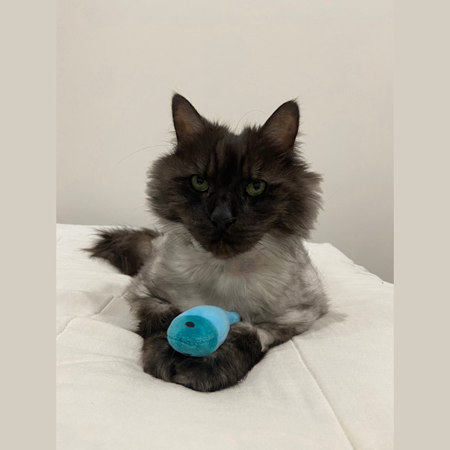 Photo of Governor Purrington