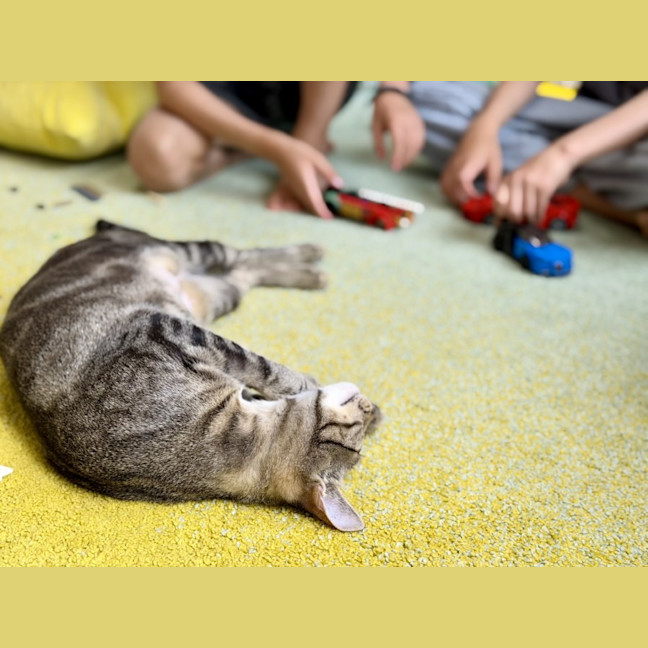 Photo of Luna *9 Lives Project Rescue*