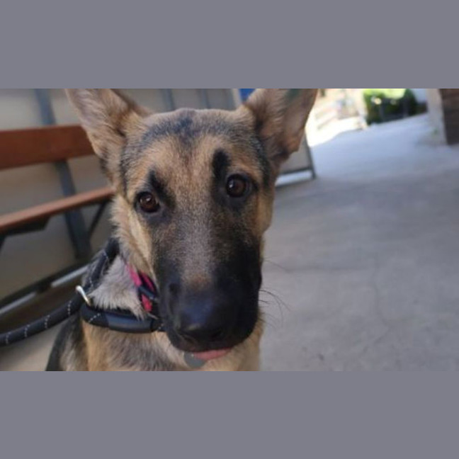 Photo of Artemis