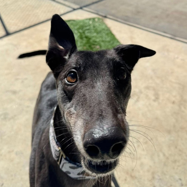 Photo of Alastor The Greyhound