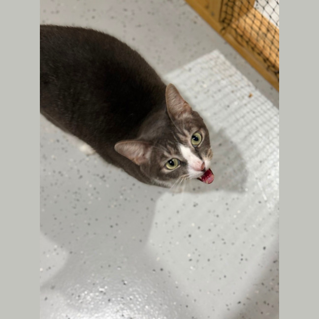 Photo of Yo Yo Mashed Potato + Mew Mew Pa Choo