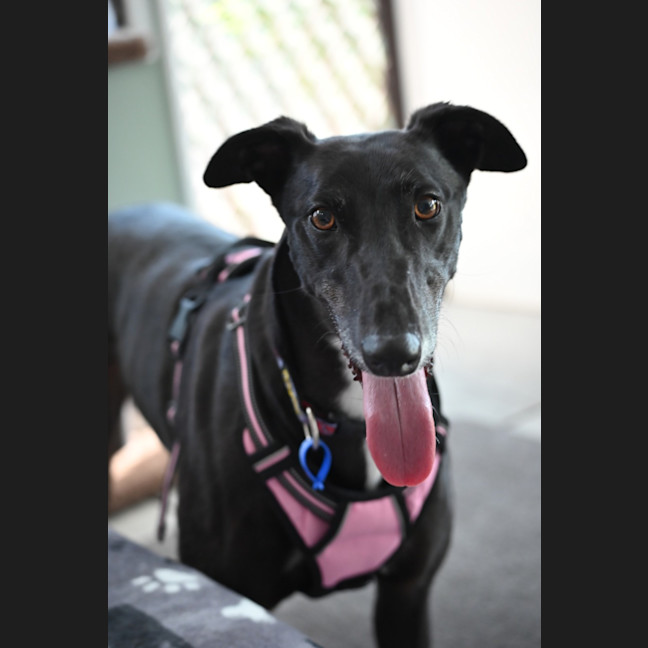Photo of Lucy   4 Year Old Greyhound