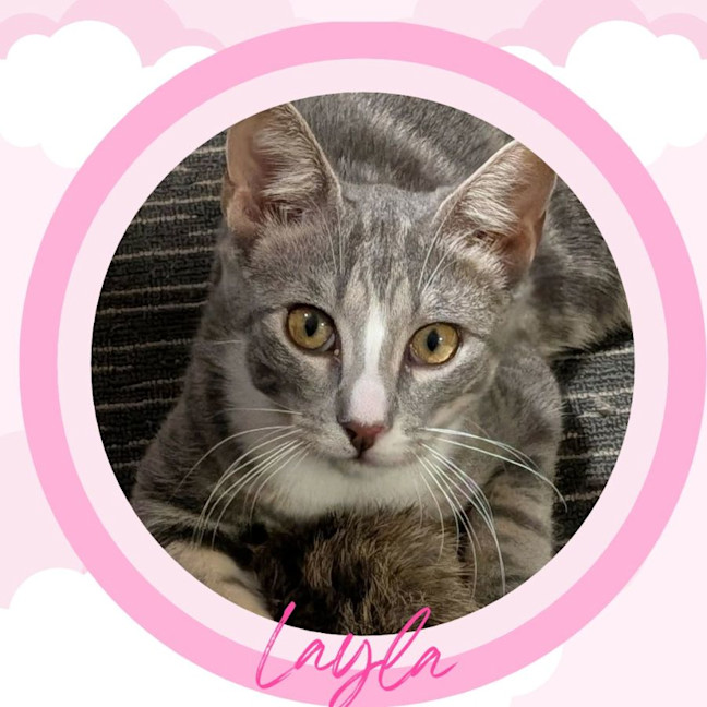 Photo of Layla