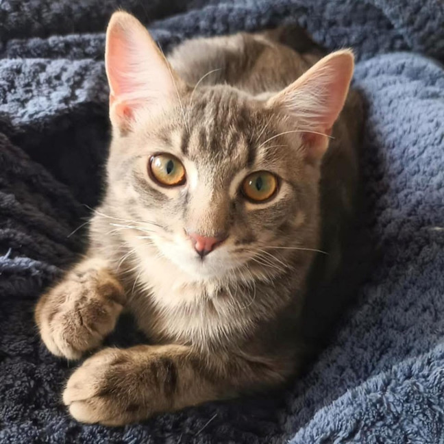 Photo of 11823   Gimlet