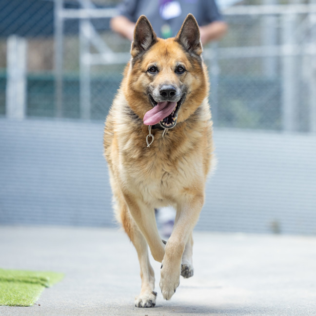 Photo of Kobe