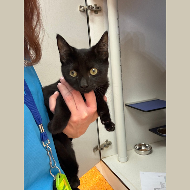 Photo of Binx