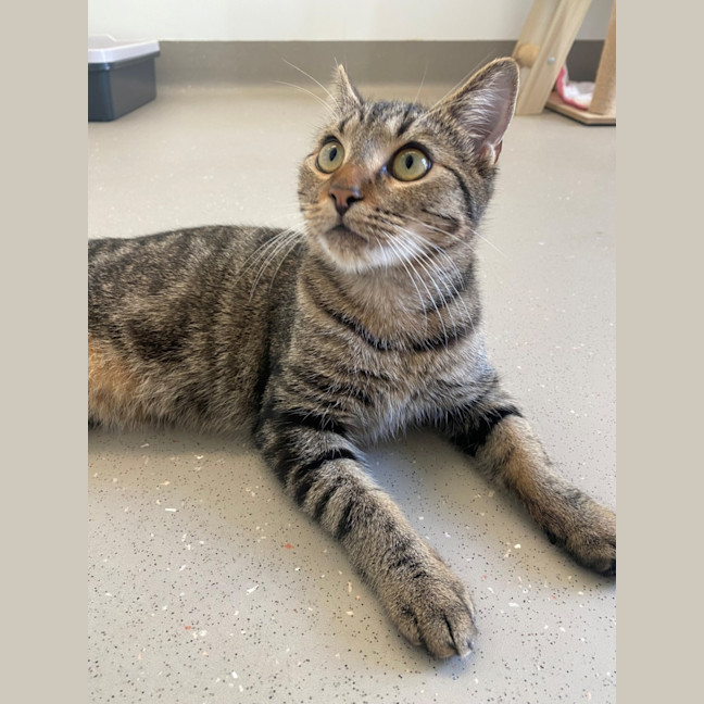 Photo of C1443 Sassy