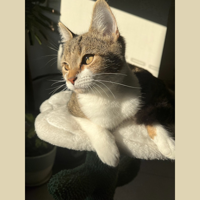 Photo of Dottie Golden