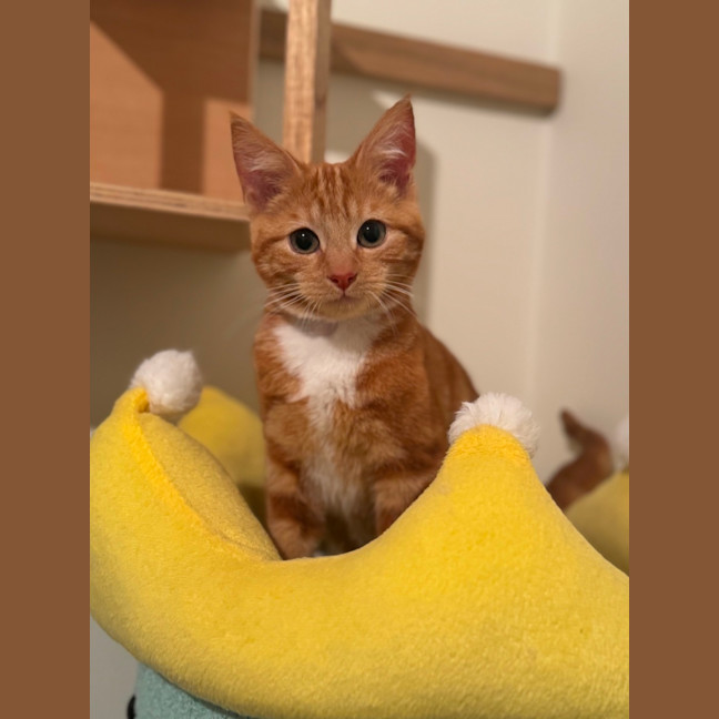 Photo of Cedar And Cypress