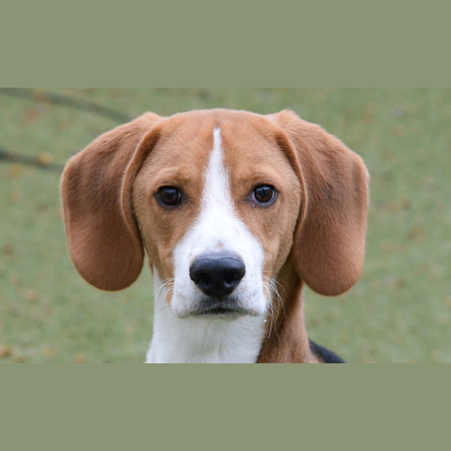 Photo of Bandit