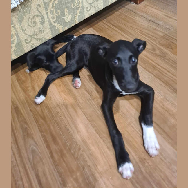 Photo of Bruno