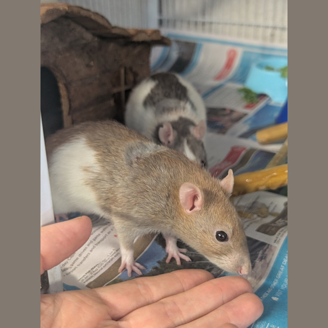 Photo of Cabbage, Joey And Pancake