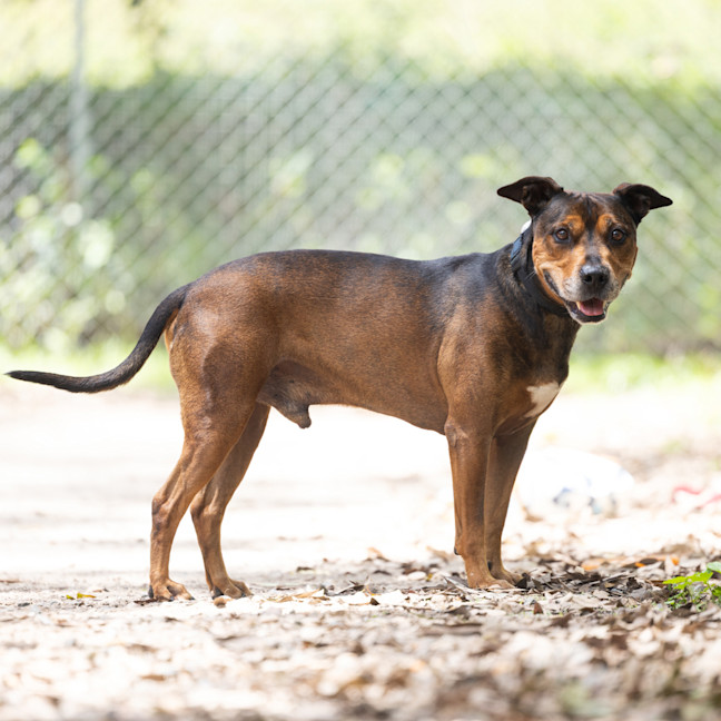 Photo of Milo