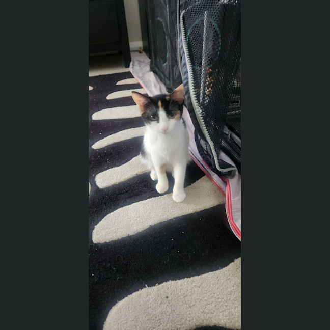 Photo of Calypso 