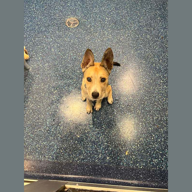 Photo of Baxter