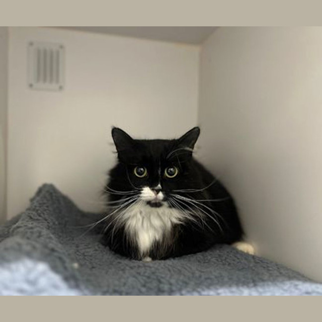Photo of Chickpea