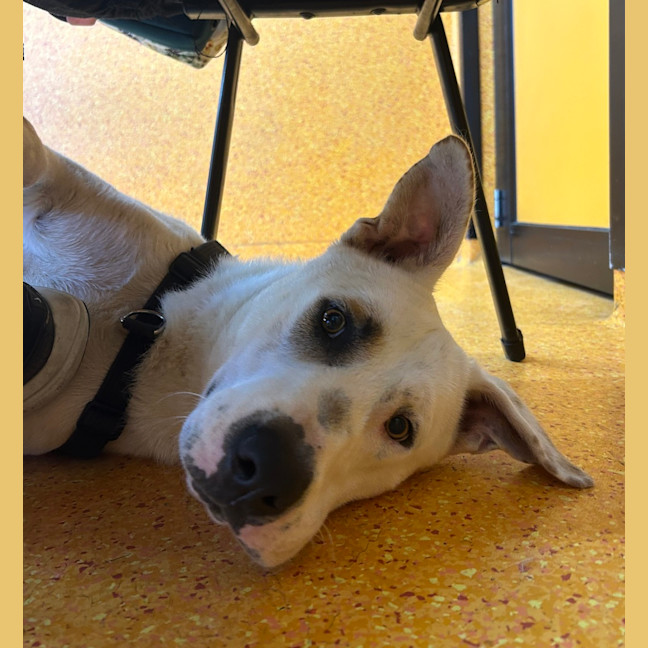 Photo of Cookie