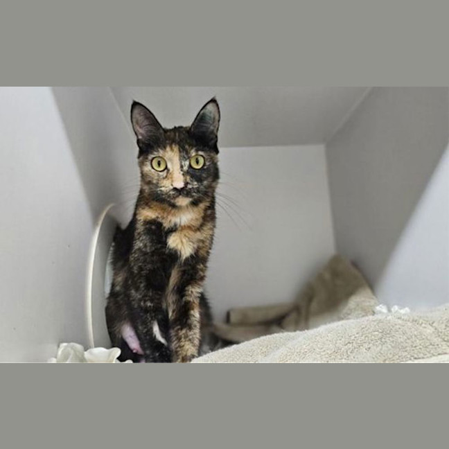 Photo of Spice