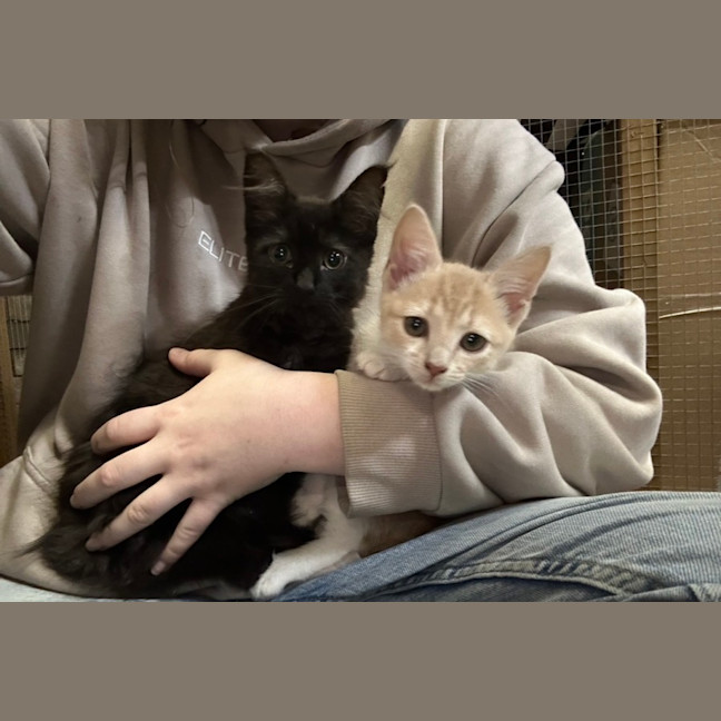 Photo of Lulu And Honey 