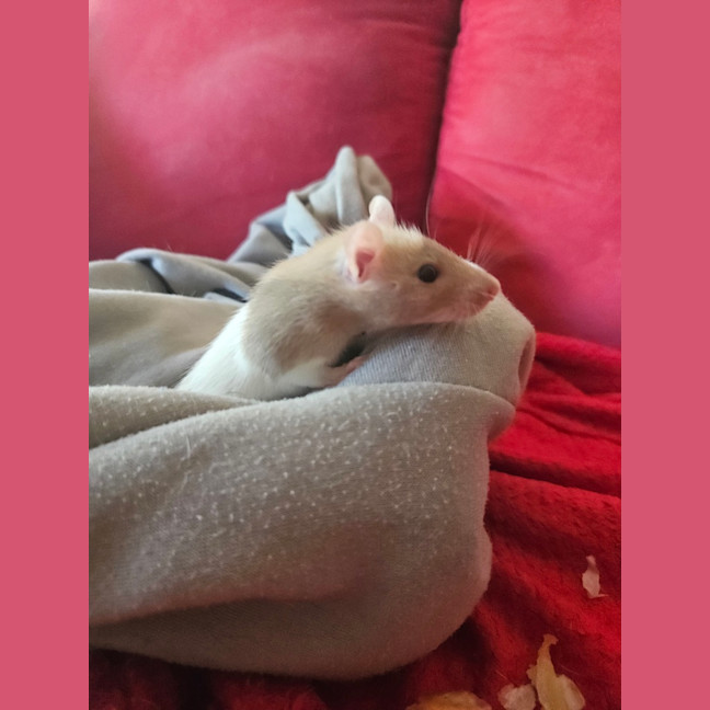 Photo of Rosie