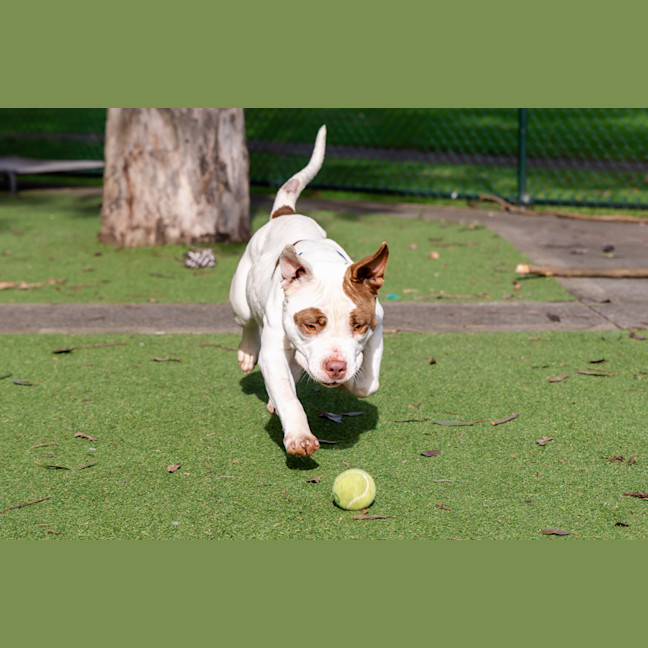 Photo of Tazzie