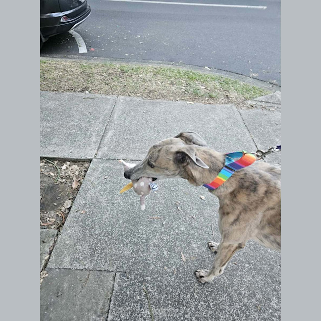 Photo of Franky, The Greyhound