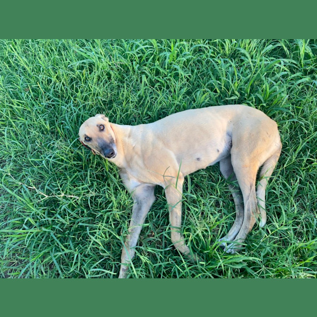 Photo of Sadie