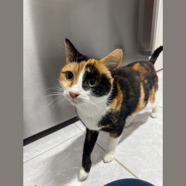 Photo of Mittens
