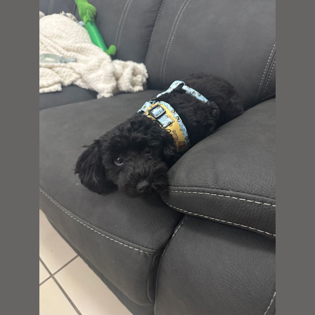 Photo of Bear