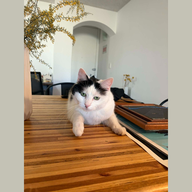 Photo of Genie
